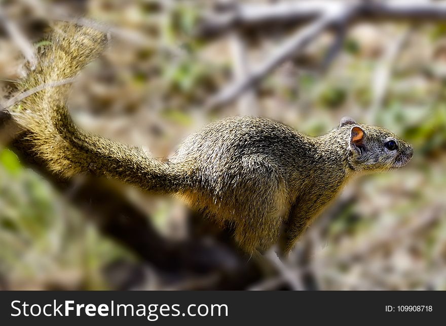 Close Up Photography of Brown Squirrel