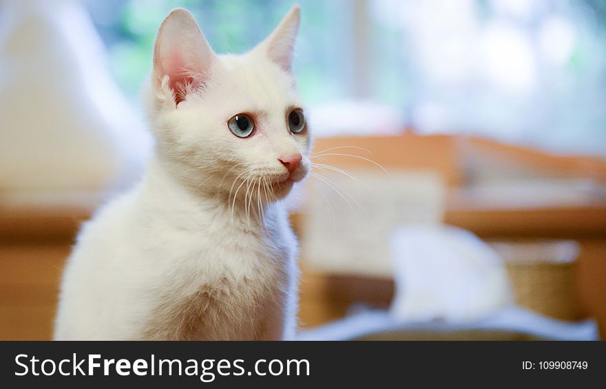 Shallow Focus Photography Of White Cat