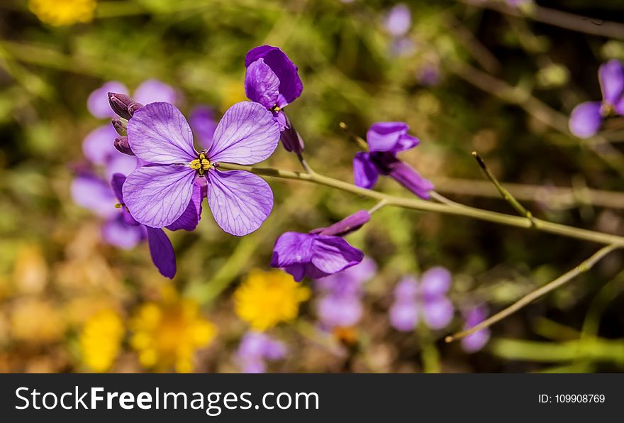 Purple Orchid