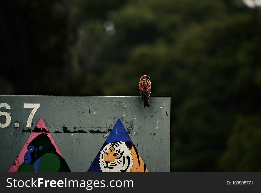 Photography Of A Brown Sparrow Bird