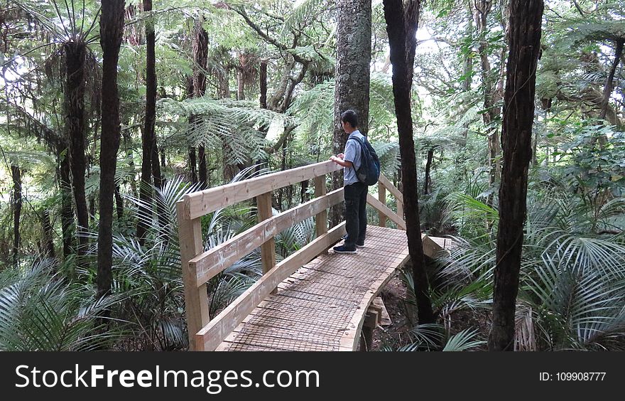 Person on Wooden Bridge Surrounded By Trees