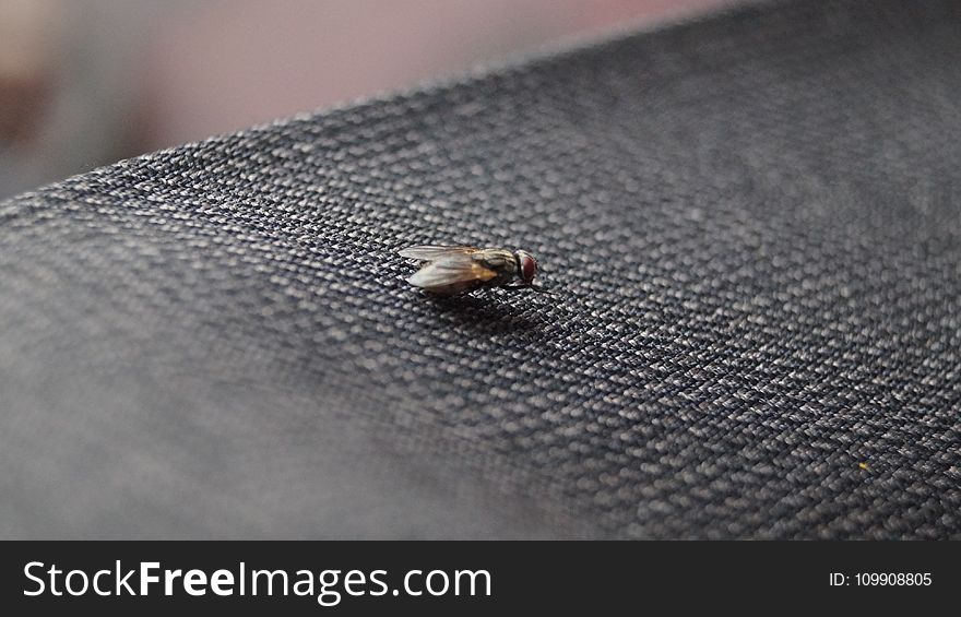 Common House Fly on Black Textile