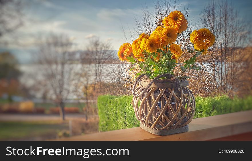 Orange Clustered Petaled Flowers In Brown Wicker Pot On Brown Wooden Plank