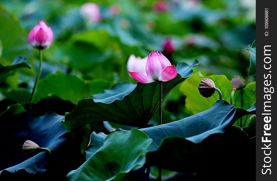 Selective Focus Photo of Pink and White Petaled Flowers