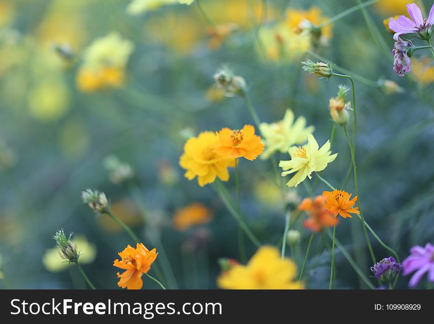 Selective Focus Photography of Orange, Yellow, and Purple Flowers