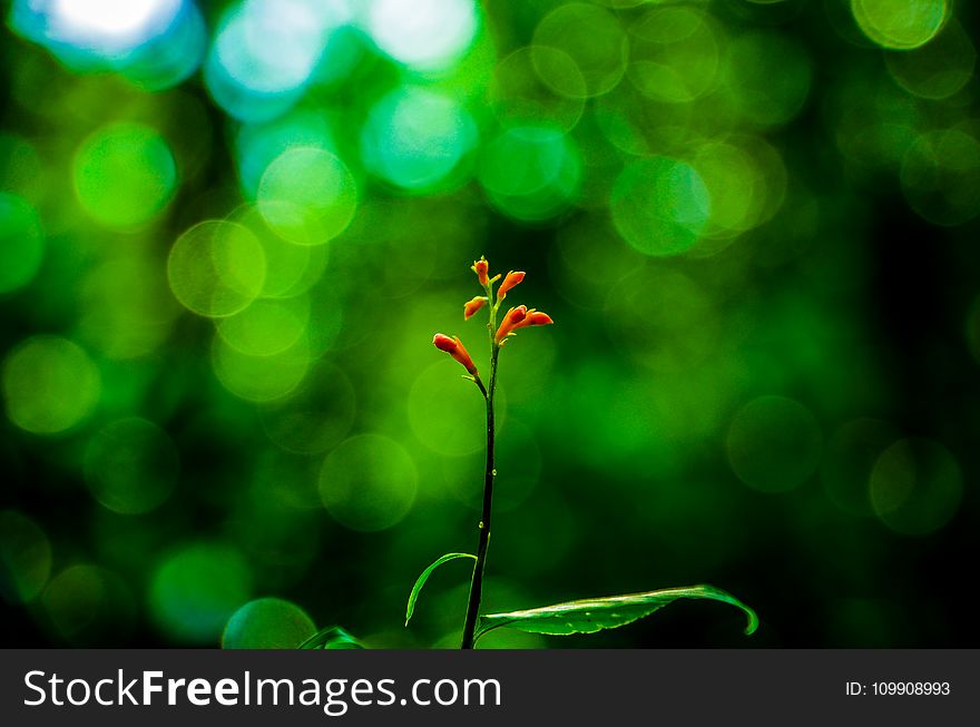 Selective Focus Photography of Orange Petaled Flower