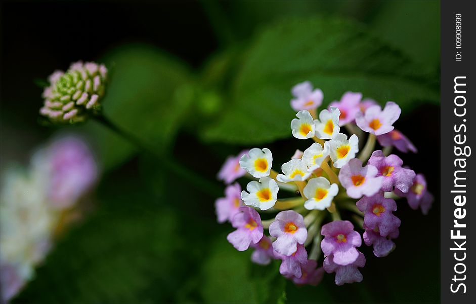 Closeup Photography Of Purple And White Cluster Flowers