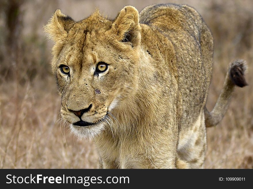 Closeup Photography of Lioness