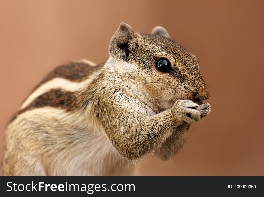 Brown And Gray Squirrel