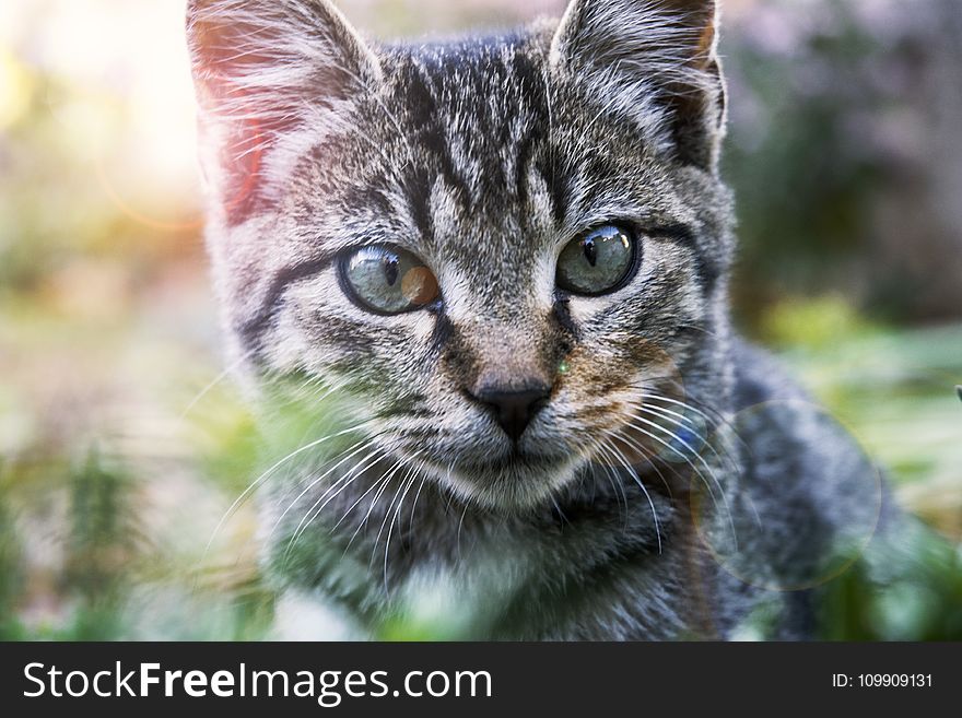 Close-Up Photography of A Tabby Cat