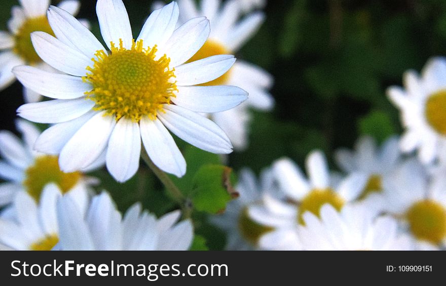 White and Yellow Flowers