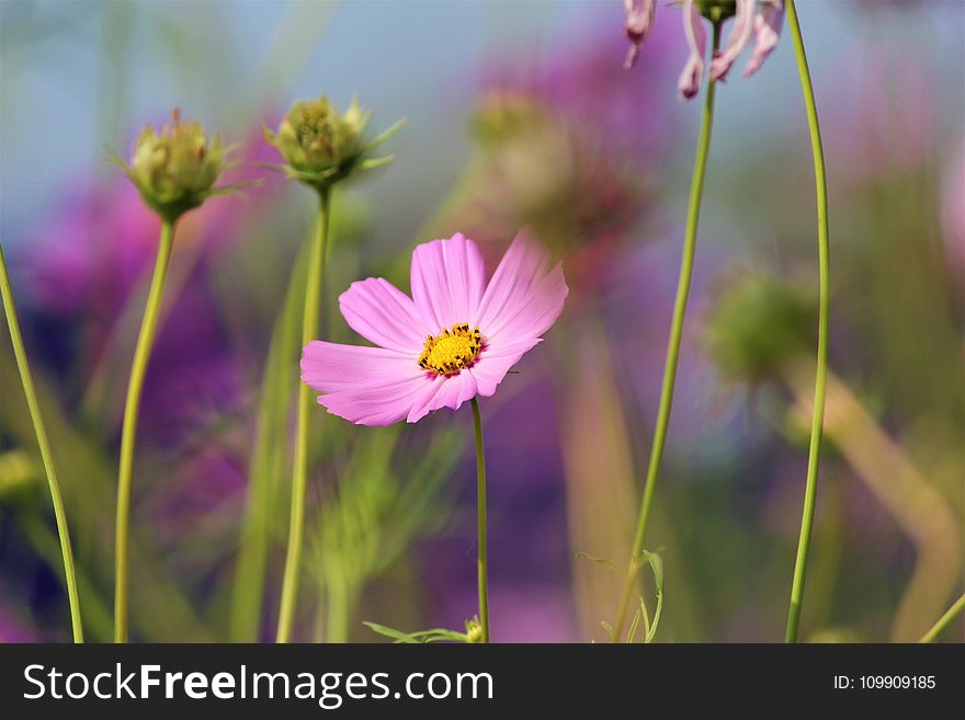 Shallow Focus Photography of Pink Flower