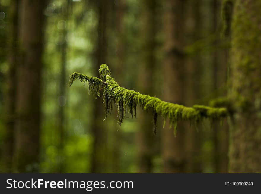 Macro Photography of Green Leaved Tree