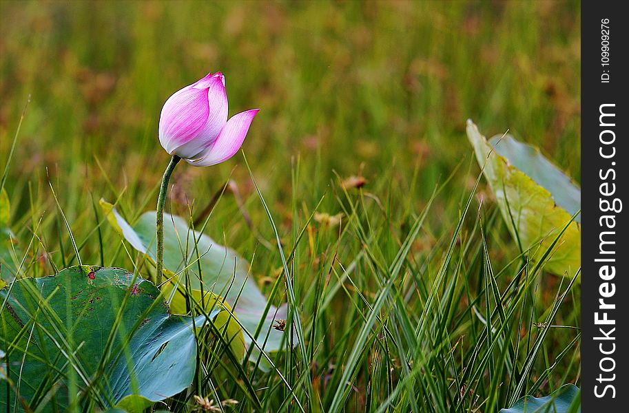 Pink Water Lily Flower