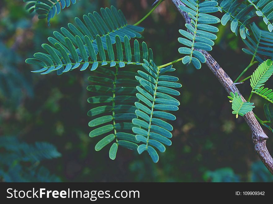 Selective Focus Photography of Green Fern Plant