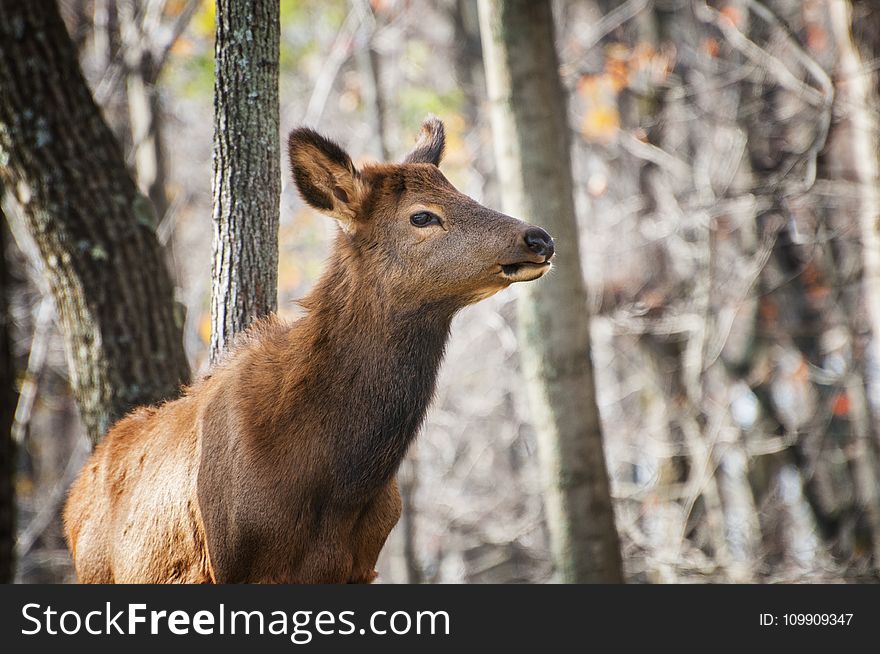 Selective Focus Photography of Brown Deer in Forest