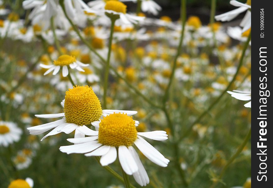 Tilt Lens Photography of Daisy Flower