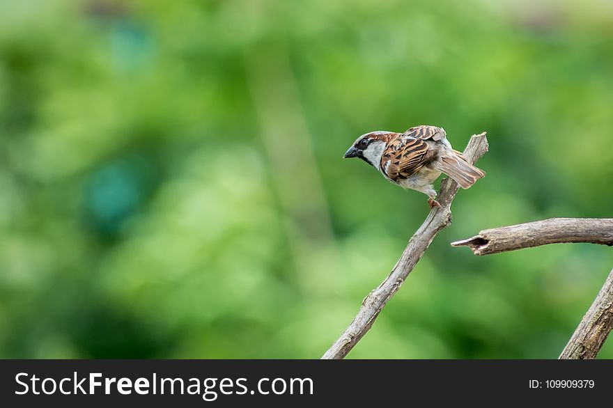 Selective Focus Photography of House Sparrow Perching on Tree Branch