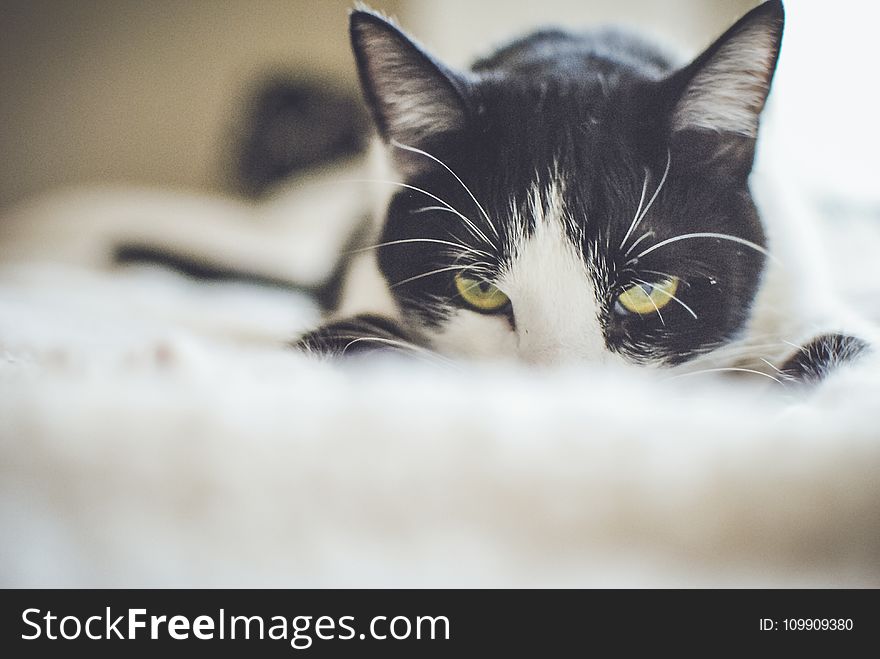 Close-up Photography Of A Tuxedo Cat