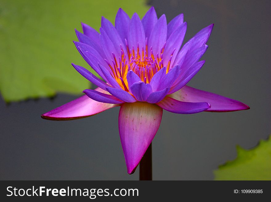 Purple Petaled Flower