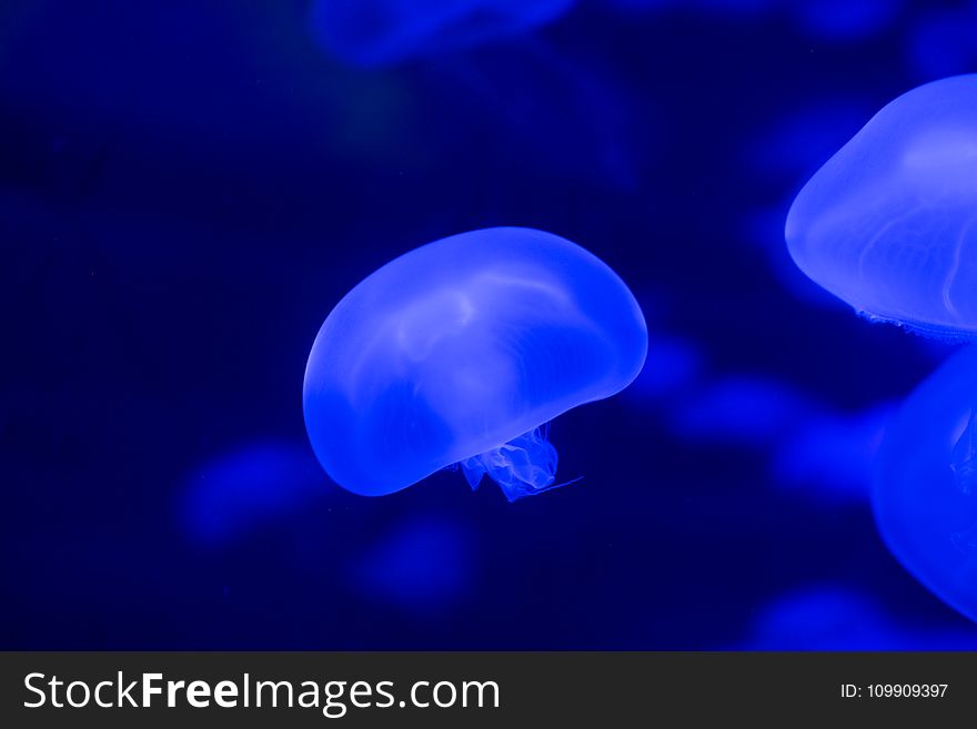 Closeup Photo Of Jellyfish