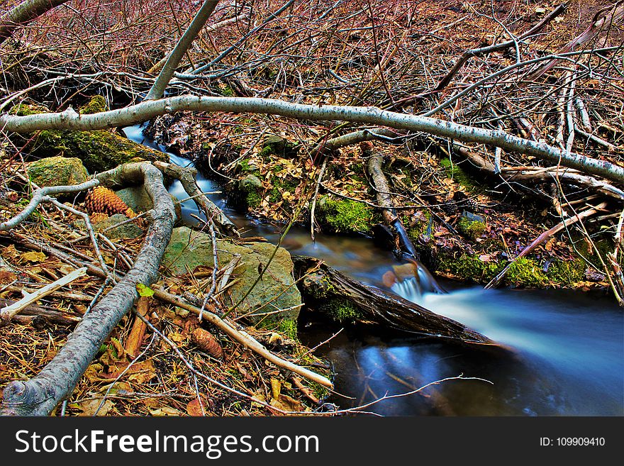 Brown Tree Branches