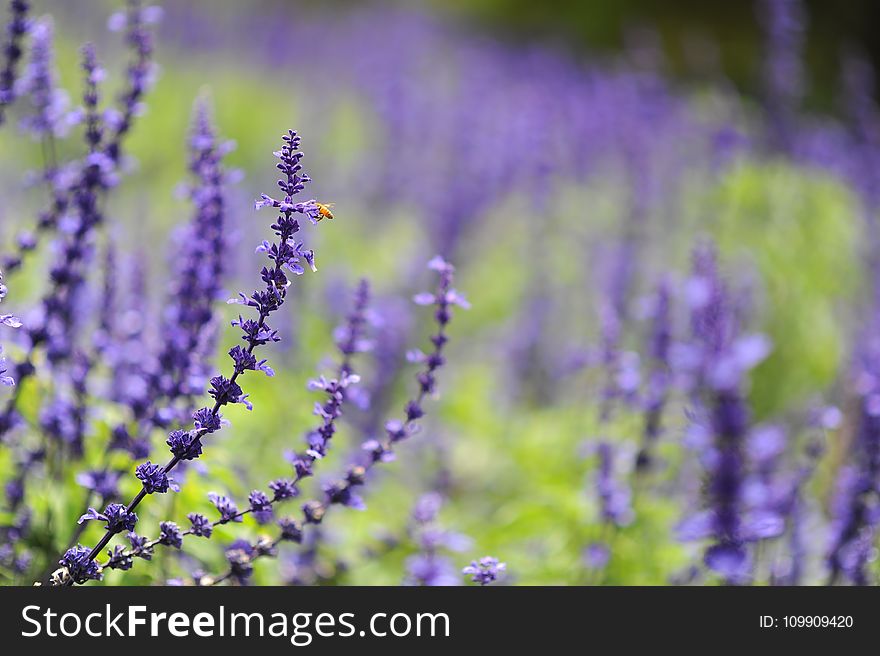 Purple Cluster Flower Photo