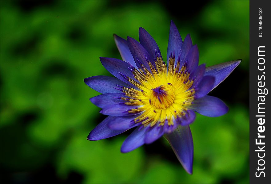 Purple and Yellow Waterlily Flower