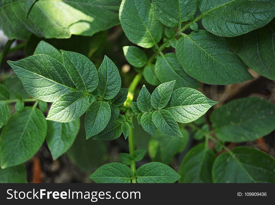 Bright, Close-up, Environment