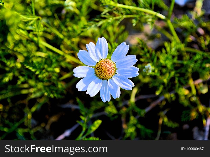 White Daisy Flower