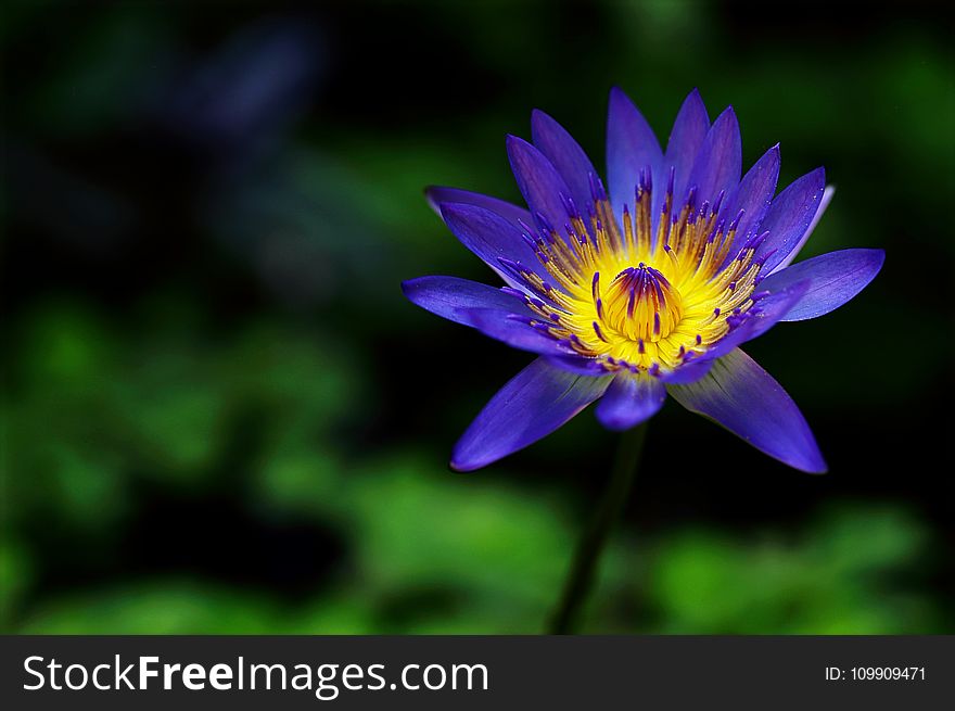 Purple Petaled Flower