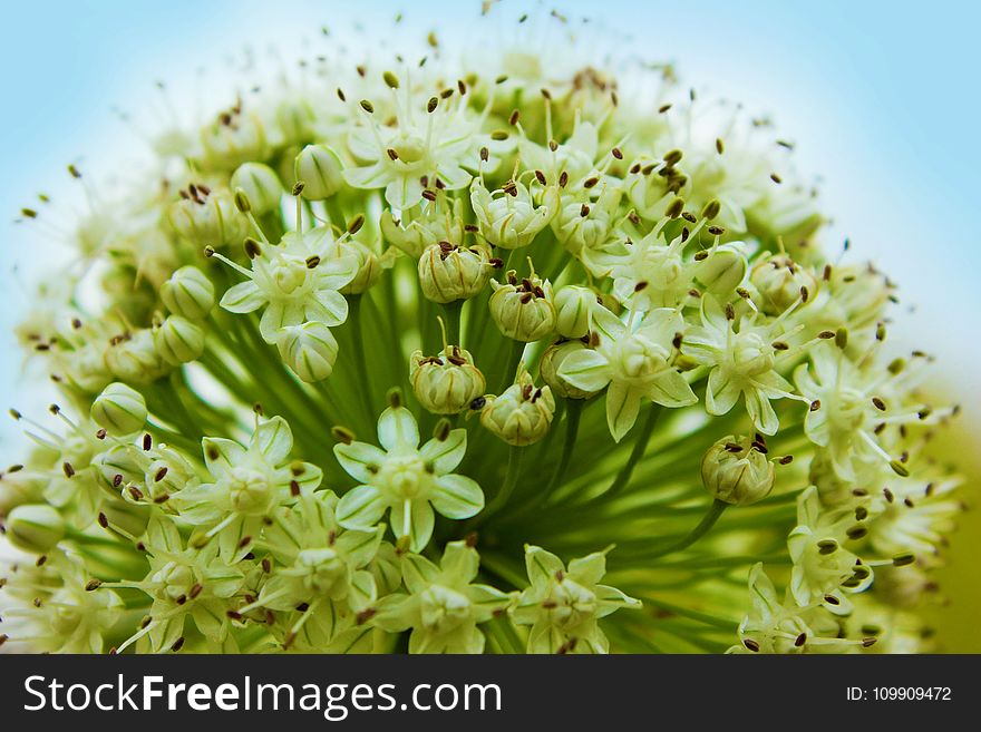 Macro Shot of Green Flower Buds