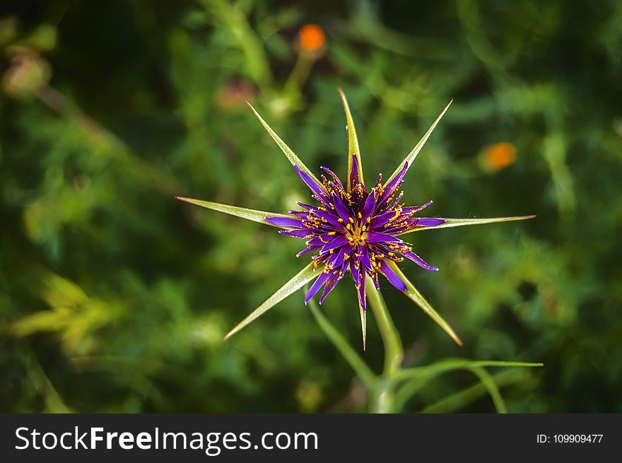 Purple And Green Petaled Flower