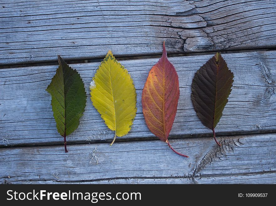 Four Leaves on Wooden Board