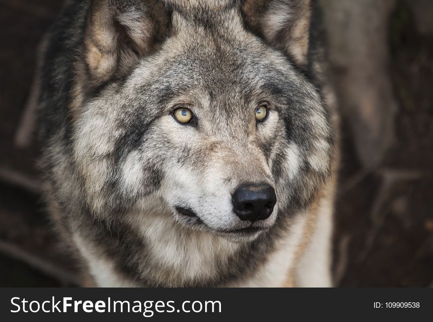 Grey and White Wolf Selective Focus Photography