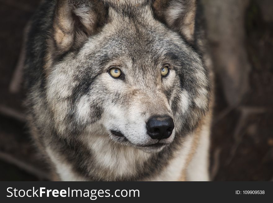 Grey And White Wolf Selective Focus Photography