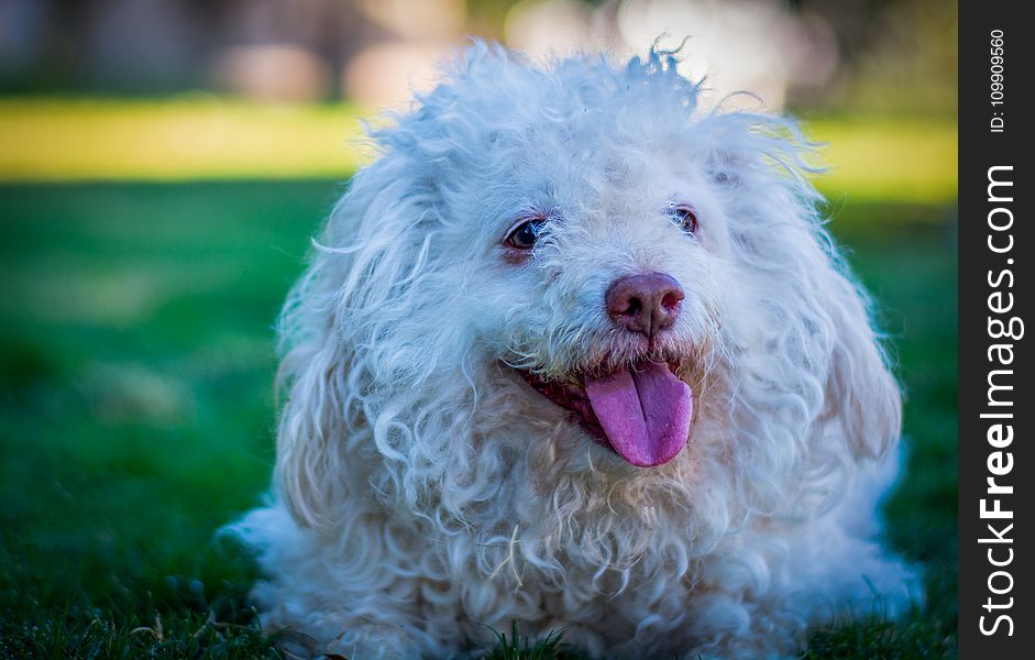 White Toy Poodle on Grass Field