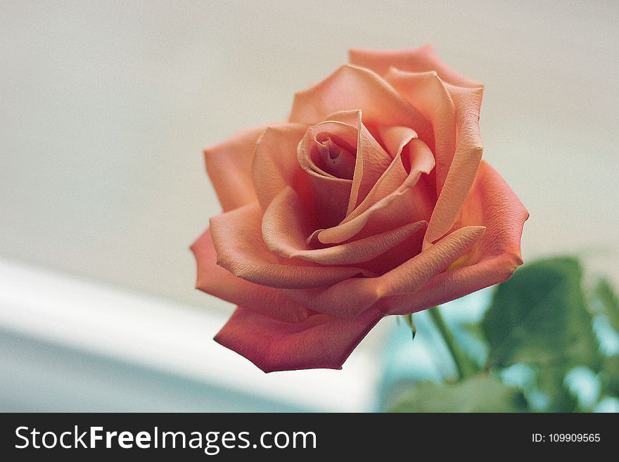 Pink Rose Focus Photo