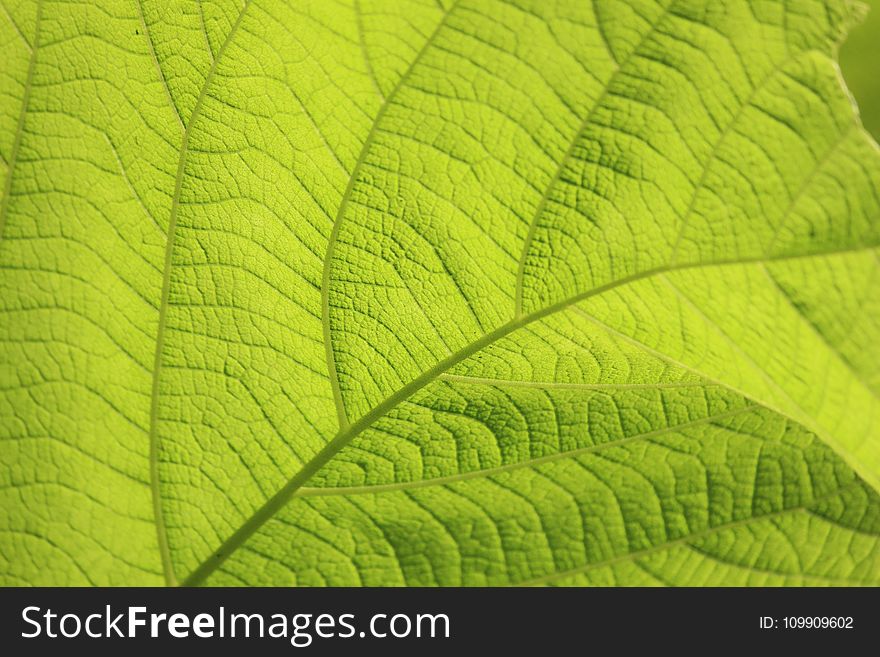 Micro Photography of Green Leaf