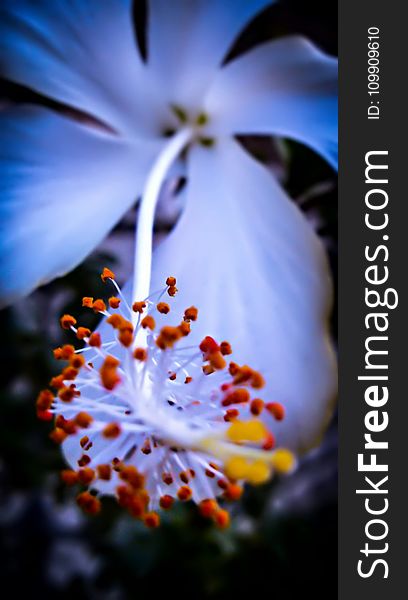 White Hibiscus Flower in Macro Shot Photography