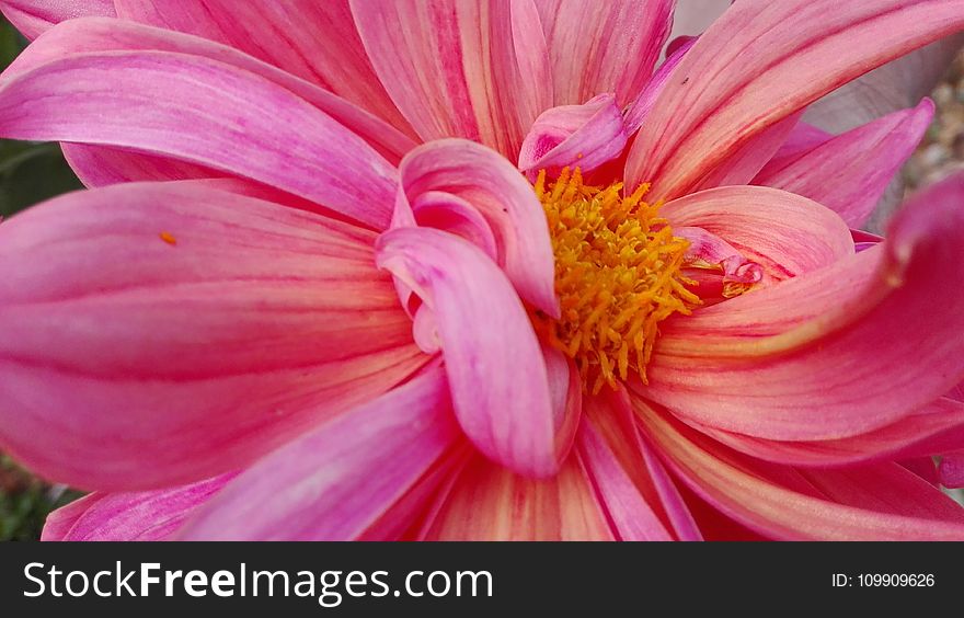 Macro Photography of Pink Dahlia Flower
