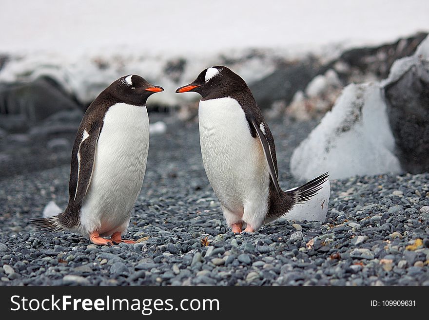 Selective Focus Photography Of Two Penguins