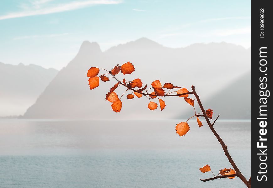 Orange Leaf Plant Near Sea and Mountains at Daytime