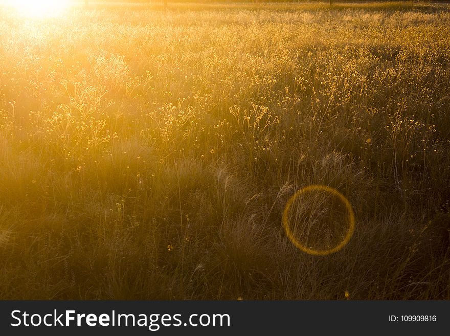 Grass Field Photo