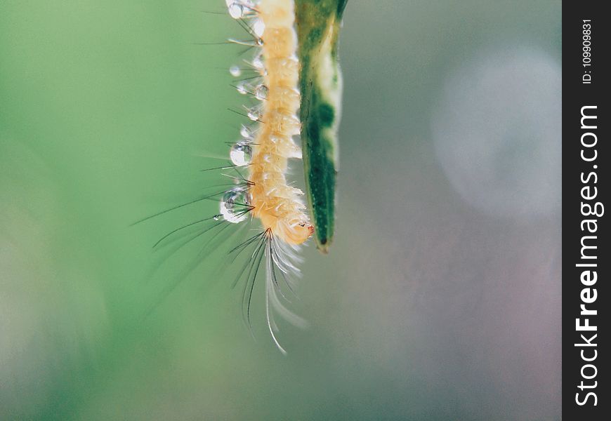 Orange Caterpillar on Green Stem in Close Up Photo