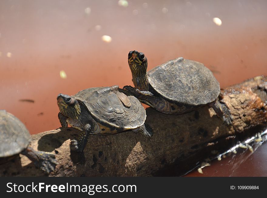 Two Brown Sea Turtle on Tree Branch