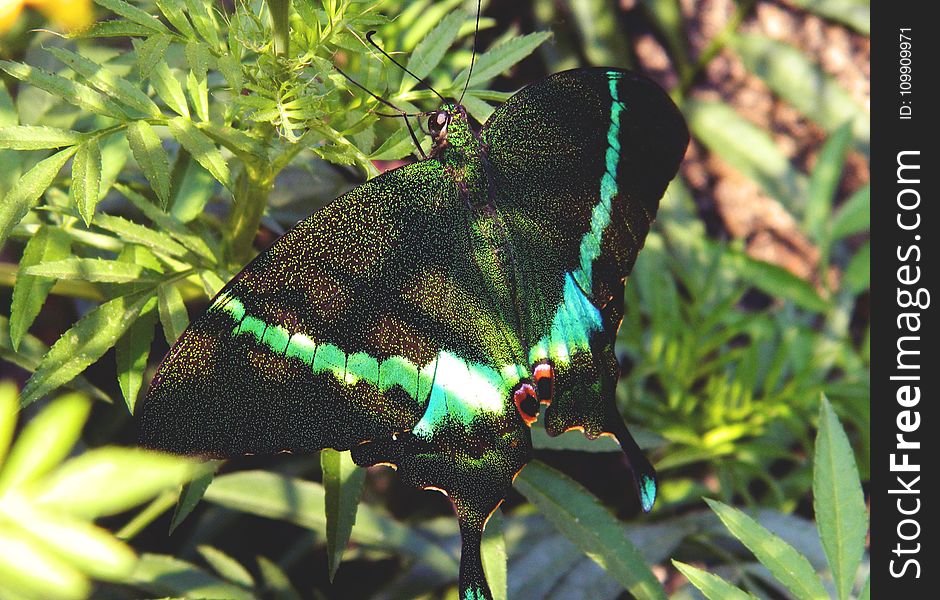Green and Black Swallowtail Butterfly on Green Leaf Plant