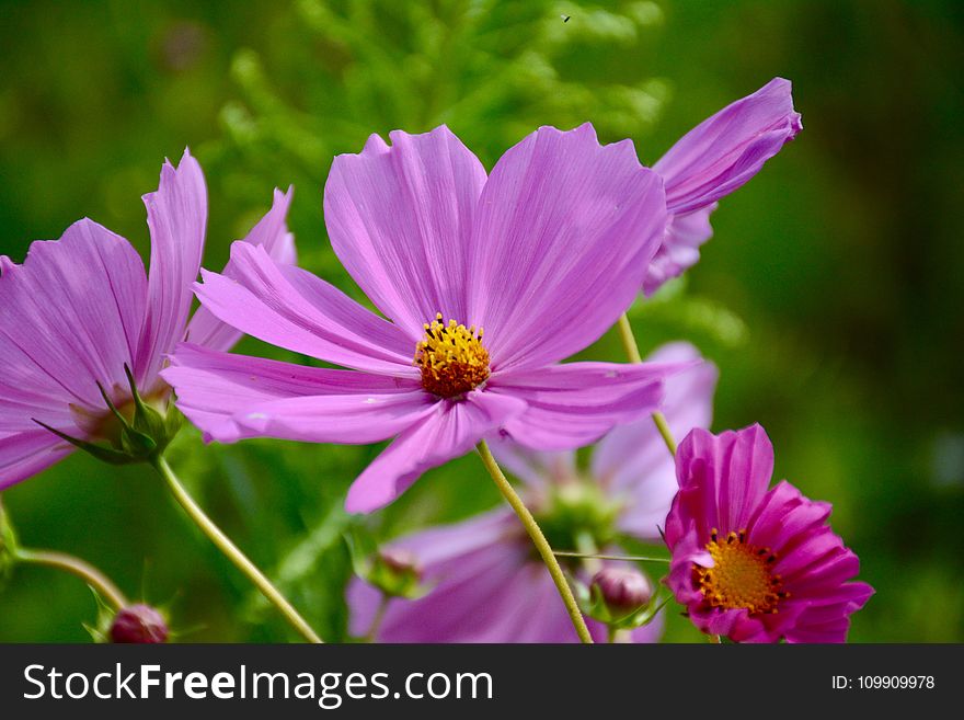 Purple Cosmos Flower in Closeup Photo