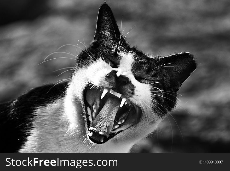 Gray Scale Photo of Cat Showing Mouth