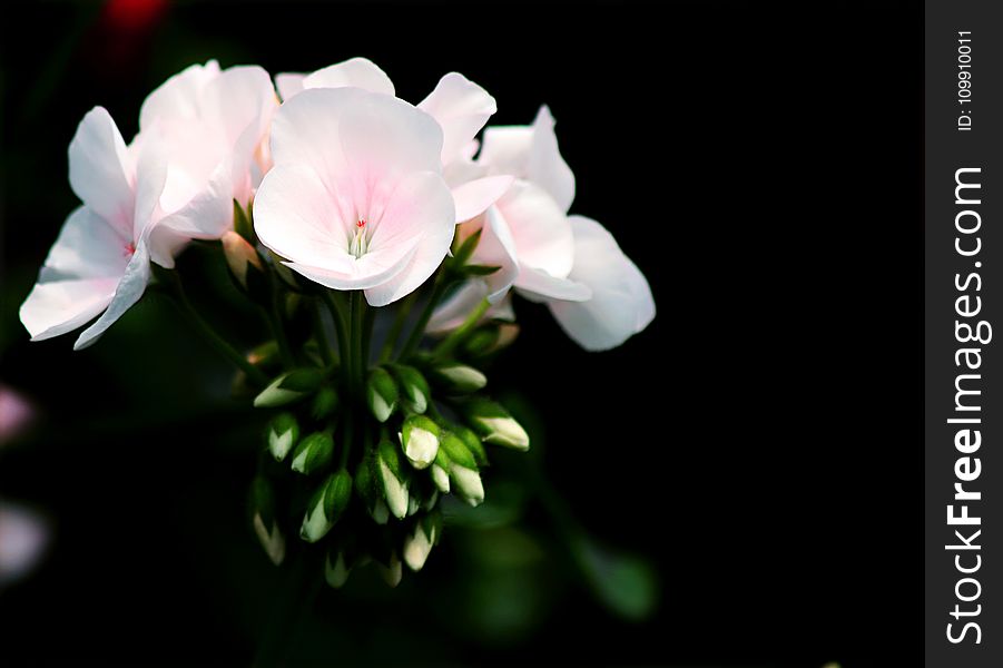White Petal Flower Selective Focus Photography